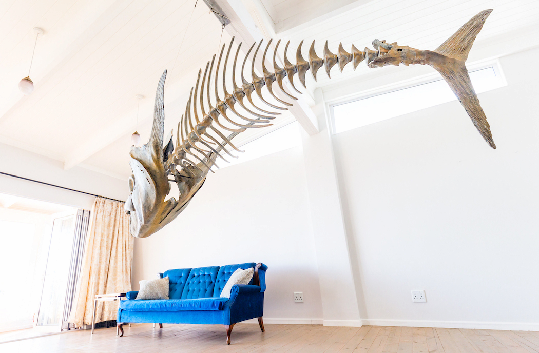 Anatomy of Velocity: suspended tuna skeleton