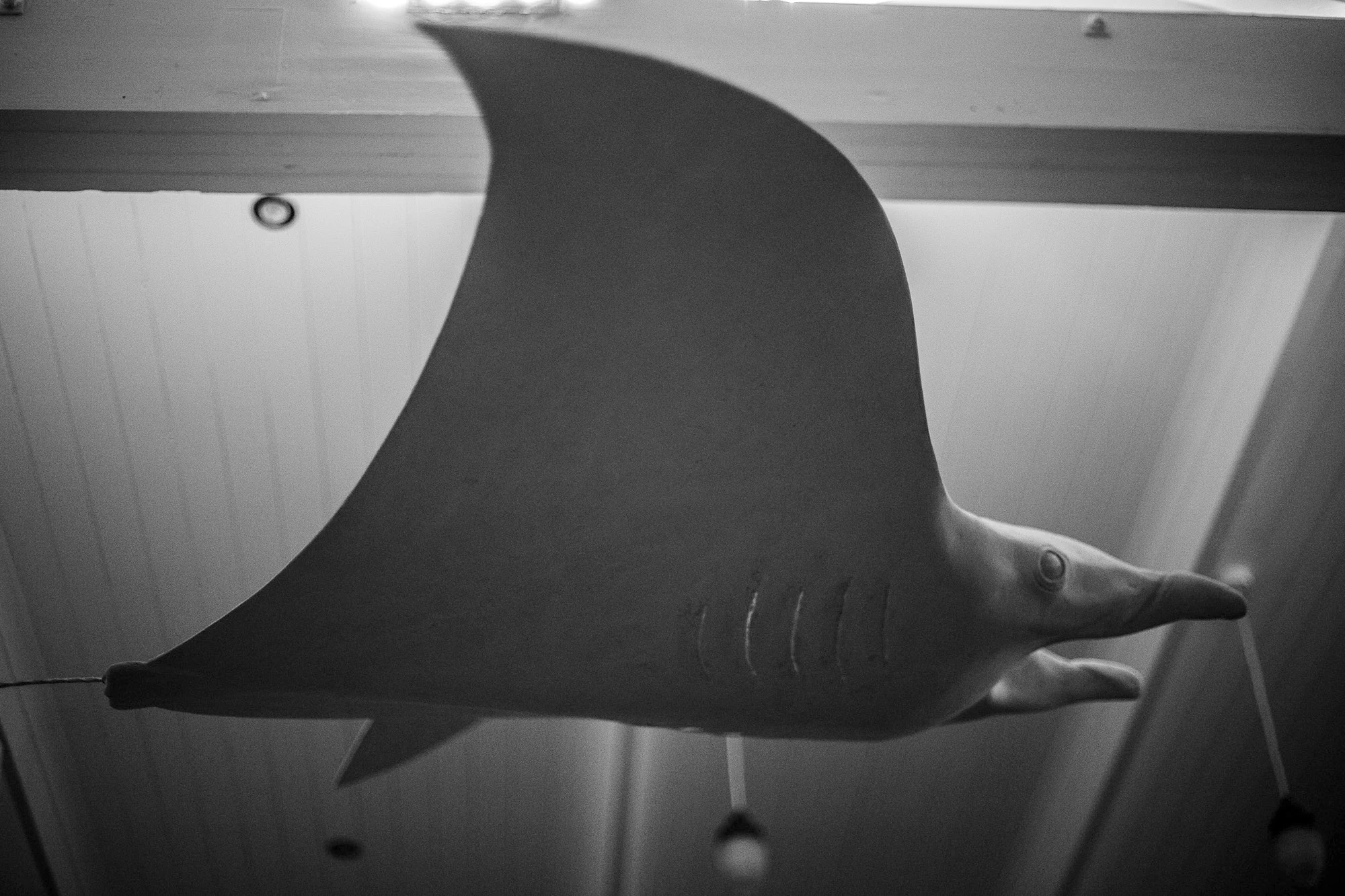 Large scale marine sculpture of a manta ray in water-based resin and fiberglass